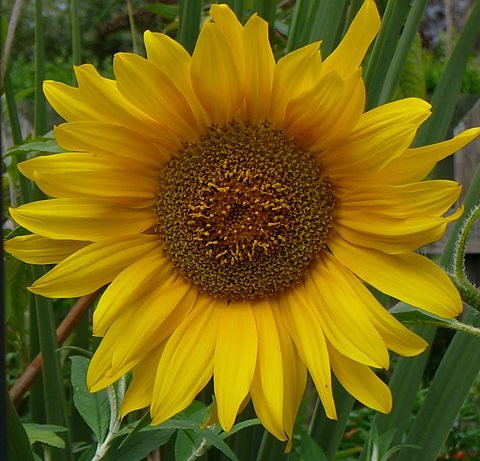 Freebies uk seeds