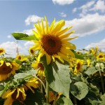 Free Sunflower Seed Prize Pack From The Telegraph And The RHS (ONLY 3000 PACKS) - Gratisfaction UK