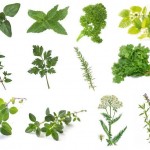 FREE Request A Pack Of 11 Different Herb Seeds Varieties With M&G Investments - Gratisfaction UK