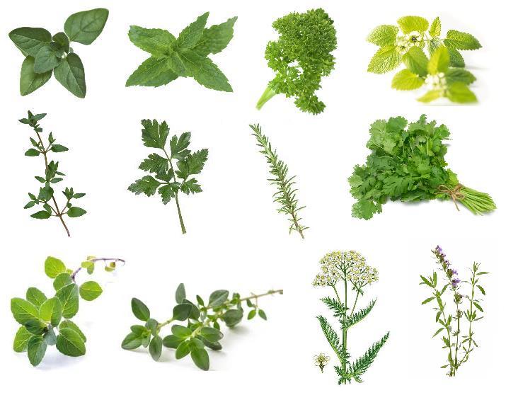 FREE Request A Pack Of 11 Different Herb Seeds Varieties With M&G