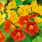 FREE Nasturtium Seeds - Gratisfaction UK