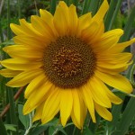 FREE Sunflower Seed Giveaway - Gratisfaction UK