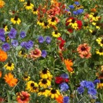 FREE Wild Flower Seeds - Gratisfaction UK