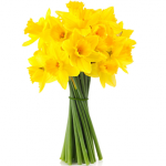 FREE Daffodil Bulbs - Gratisfaction UK