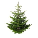 FREE Christmas Trees At Homebase - Gratisfaction UK