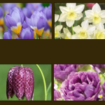 FREE Spring Flower Bulbs - Gratisfaction UK