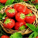 FREE Strawberry And Bedding Plants - Gratisfaction UK