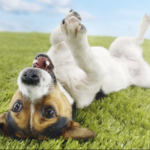 FREE Happy Dog UK Dog Food Samples - Gratisfaction UK