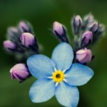 FREE Forget-Me-Not Seeds - Gratisfaction UK