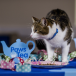 FREE Paw-some Afternoon Tea Pack - Gratisfaction UK