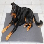 FREE Anti Bacterial Sanitized Pet Mat - Gratisfaction UK