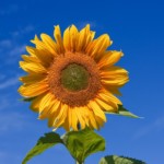 FREE Sunflower Sadie Seeds - Gratisfaction UK