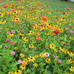 FREE Wildflower Bee Seeds - Gratisfaction UK