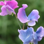 FREE Sweet Pea Garden Seeds - Gratisfaction UK