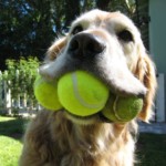 FREE Tennis Ball For Dogs - Gratisfaction UK