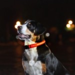 FREE LED Dog Collar - Gratisfaction UK