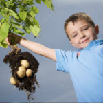 FREE Grow Your Own Potatoes - Gratisfaction UK