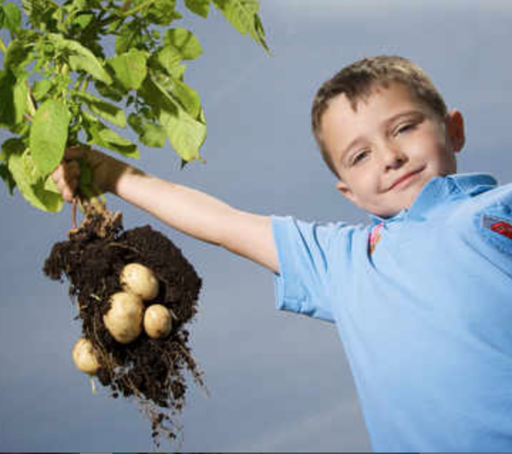 FREE Grow Your Own Potatoes Gratisfaction UK
