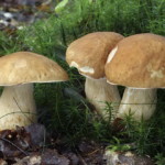 FREE Grow Wild Mushroom Kit - Gratisfaction UK