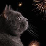 FREE PDSA Pets Bonfire Night Guide - Gratisfaction UK