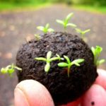 FREE Wildflower Seedballs - Gratisfaction UK