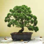 FREE Bonsai Tree - Gratisfaction UK