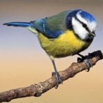 FREE Bird Watching Chart - Gratisfaction UK