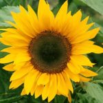 FREE Sunflower Seeds Sachet - Gratisfaction UK