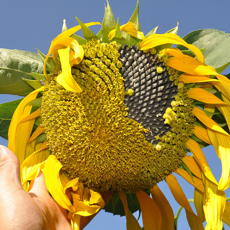 Sunflowers