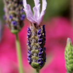 FREE Lavender Lusi Pink Plant - Gratisfaction UK