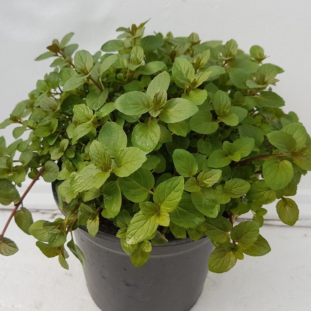 FREE Mint Plants Gratisfaction UK