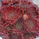 FREE Sempervivum Houseleek Plant - Gratisfaction UK