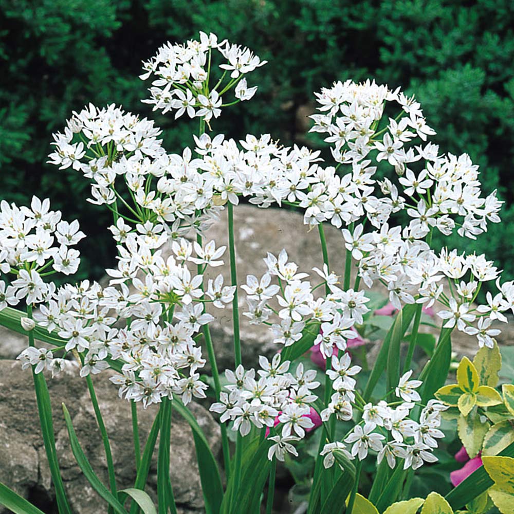 FREE 5 White Flower Bulbs Gratisfaction UK