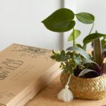 FREE Bloom & Wild Plants - Gratisfaction UK