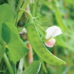 FREE Plant Seeds - Gratisfaction UK