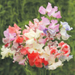 FREE Skize Sweet Pea Seeds - Gratisfaction UK