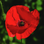 FREE Wildflower Seeds - Gratisfaction UK