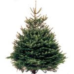 FREE Christmas Tree Seeds - Gratisfaction UK