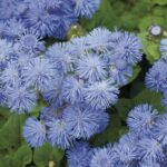 FREE Morrisons Cornflower Seeds - Gratisfaction UK