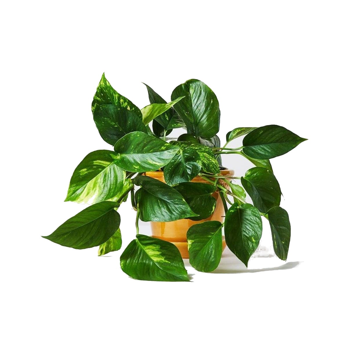 FREE Patch Plants Voucher Gratisfaction UK